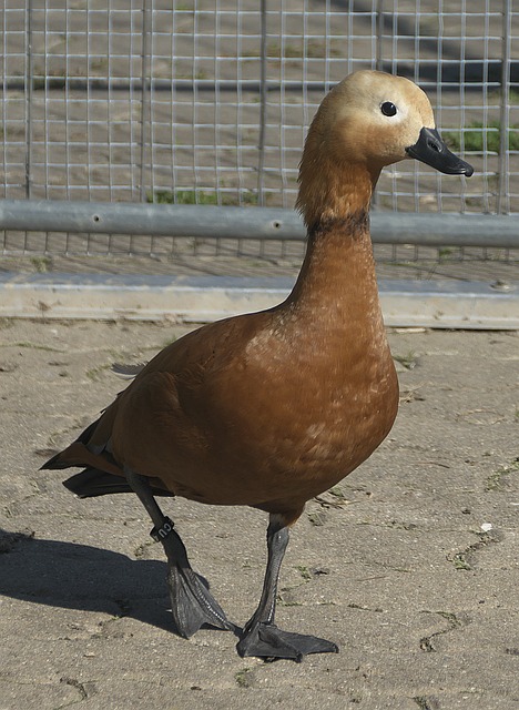 运气